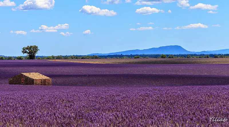 Purple lavender field with a stone hut and distant hills
